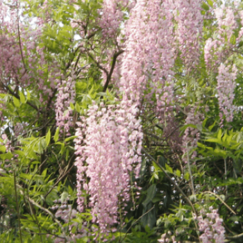 Wisteria fl. 'Honbeni' (= 'rosea/pink ice') 0.50 à 0.60 m Cont. 