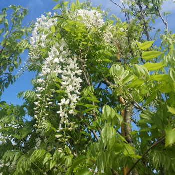 Wisteria fl. 'Alba' 0.50 à 0.60 m Cont. 