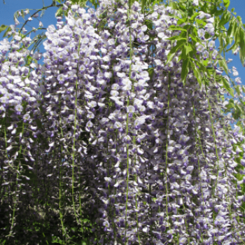 Wisteria fl. 'Multijuga' (=macrobot./naganoda) 0.50 à 0.60 m Cont. 