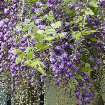 Wisteria fl. 'Violacea Plena' (='black dragon') 0.50 à 0.60 m Cont. 