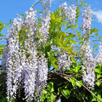 Wisteria sinensis  CT 45 litres en espalier 