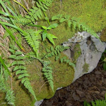 Woodsia obtusa  Pot 9 