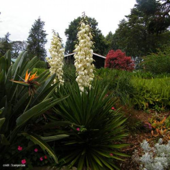 Yucca gloriosa 0.80 à 1 m CT 30 litres 