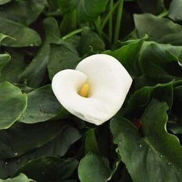 Zantedeschia aethiopica  Mand ø18 