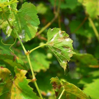 Comment identifier et traiter l'oïdium au jardin