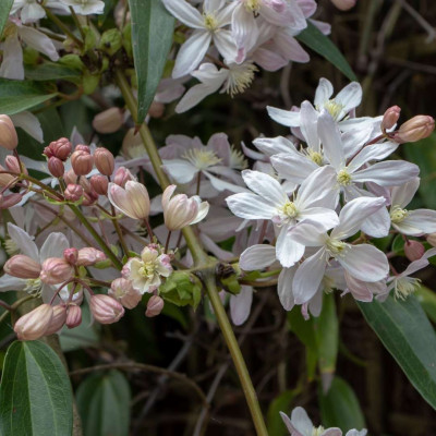 LA CLEMATITE D'ARMAND