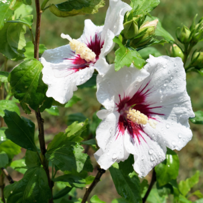 L'HIBISCUS