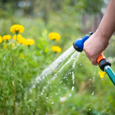 ASTUCES : LIMITER LES EFFETS DE LA SECHERESSE AU JARDIN