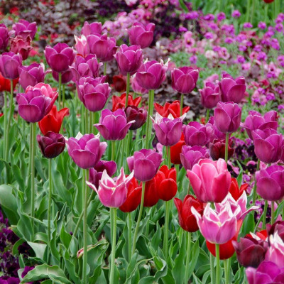 LES TULIPES