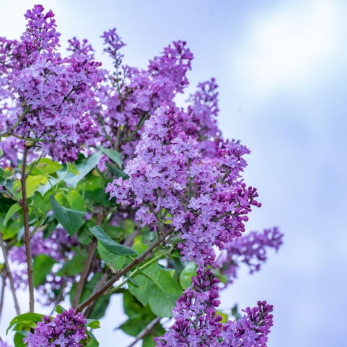 LE LILAS