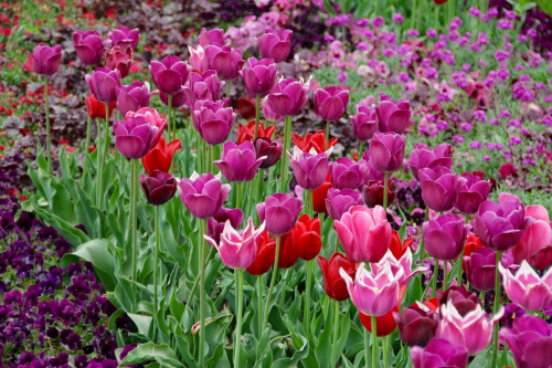 LES TULIPES